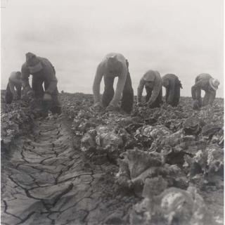 Dorothea Lange - Filipinos cutting lettuce, Salinas, California