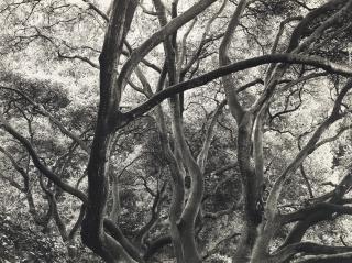 Dorothea Lange - Under the Oaks, 1163 Euclid Avenue, Berkeley, California, 1952–1954