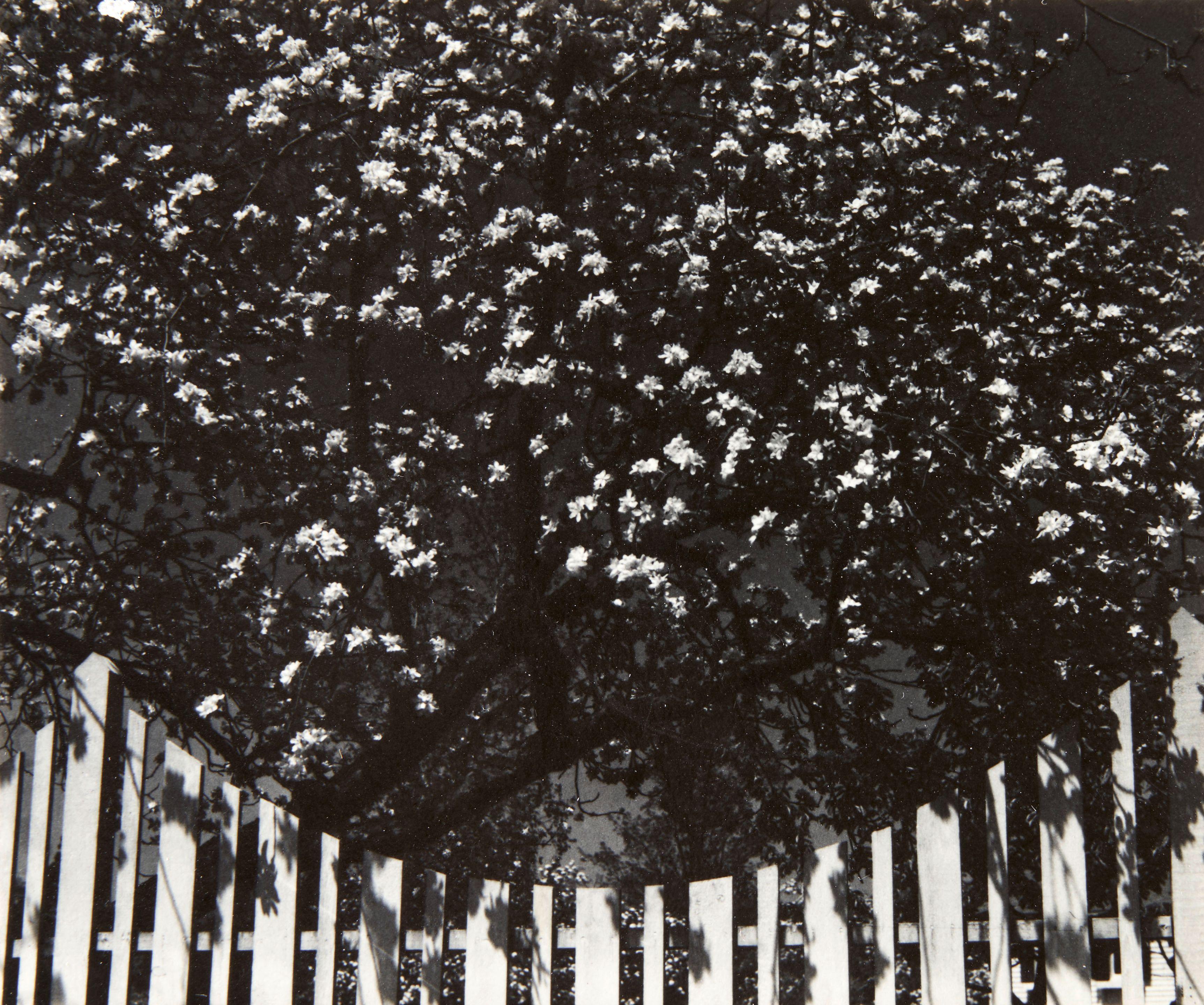 Dorothy Norman - Blossoms and Fence IV, Woodstock, New York