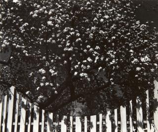Dorothy Norman - Blossoms and Fence IV, Woodstock, New York