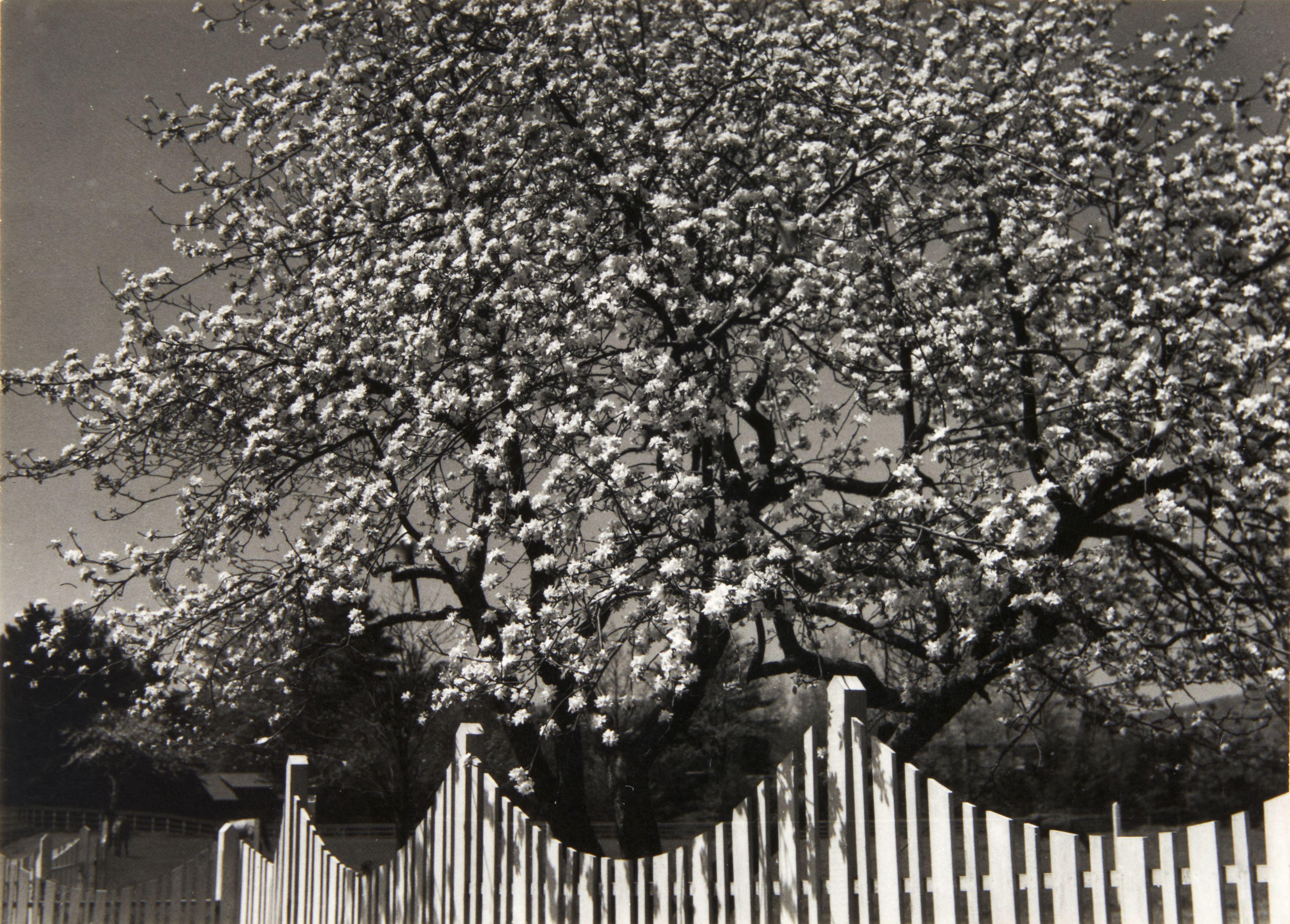 Dorothy Norman - Blossoms and Fence, Woodstock, NY