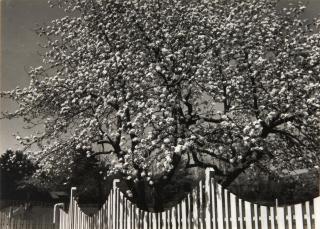 Dorothy Norman - Blossoms and Fence, Woodstock, NY