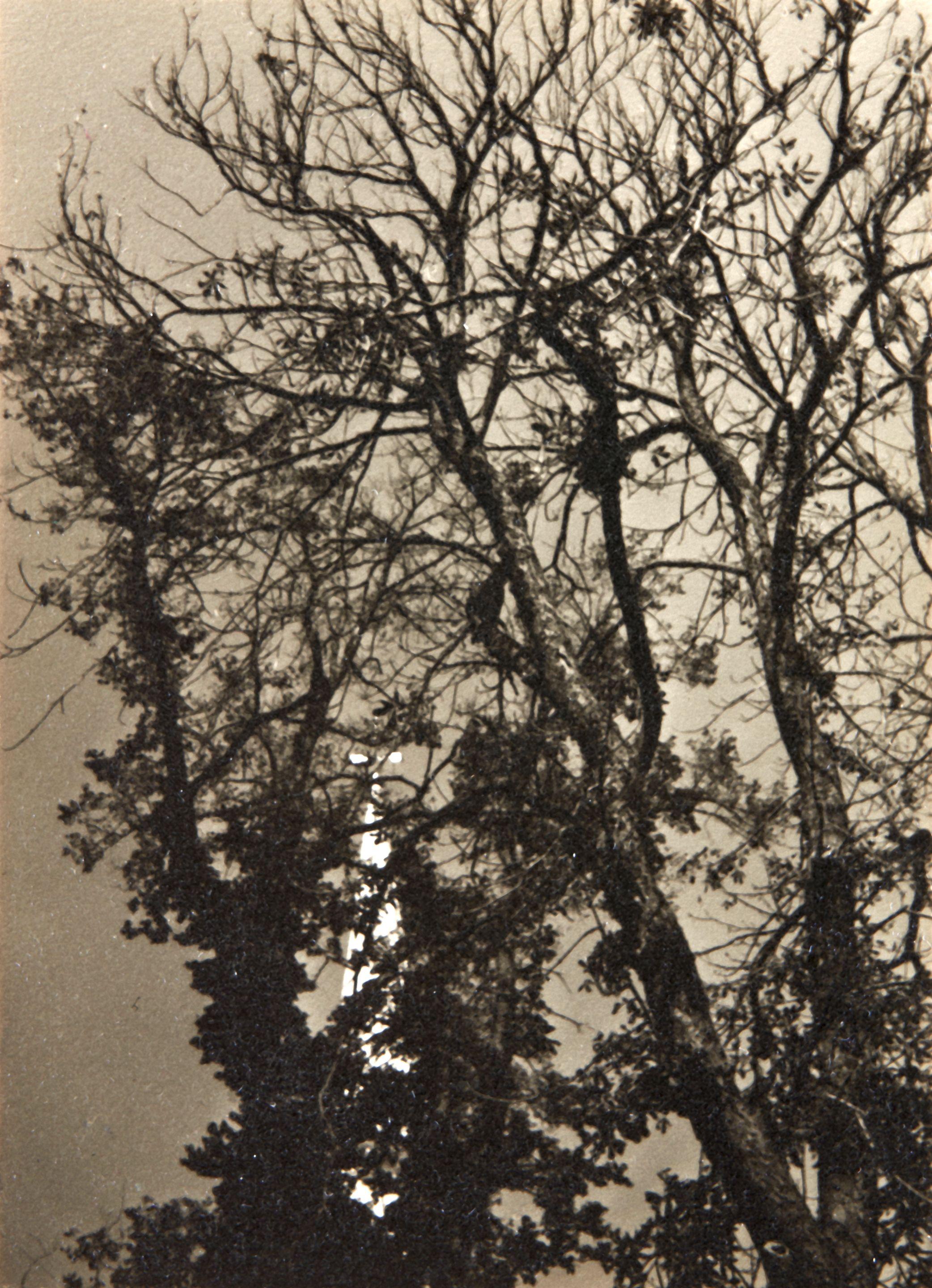 Dorothy Norman - Church and Tree, Falmouth, Cape Cod