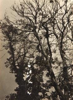 Dorothy Norman - Church and Tree, Falmouth, Cape Cod