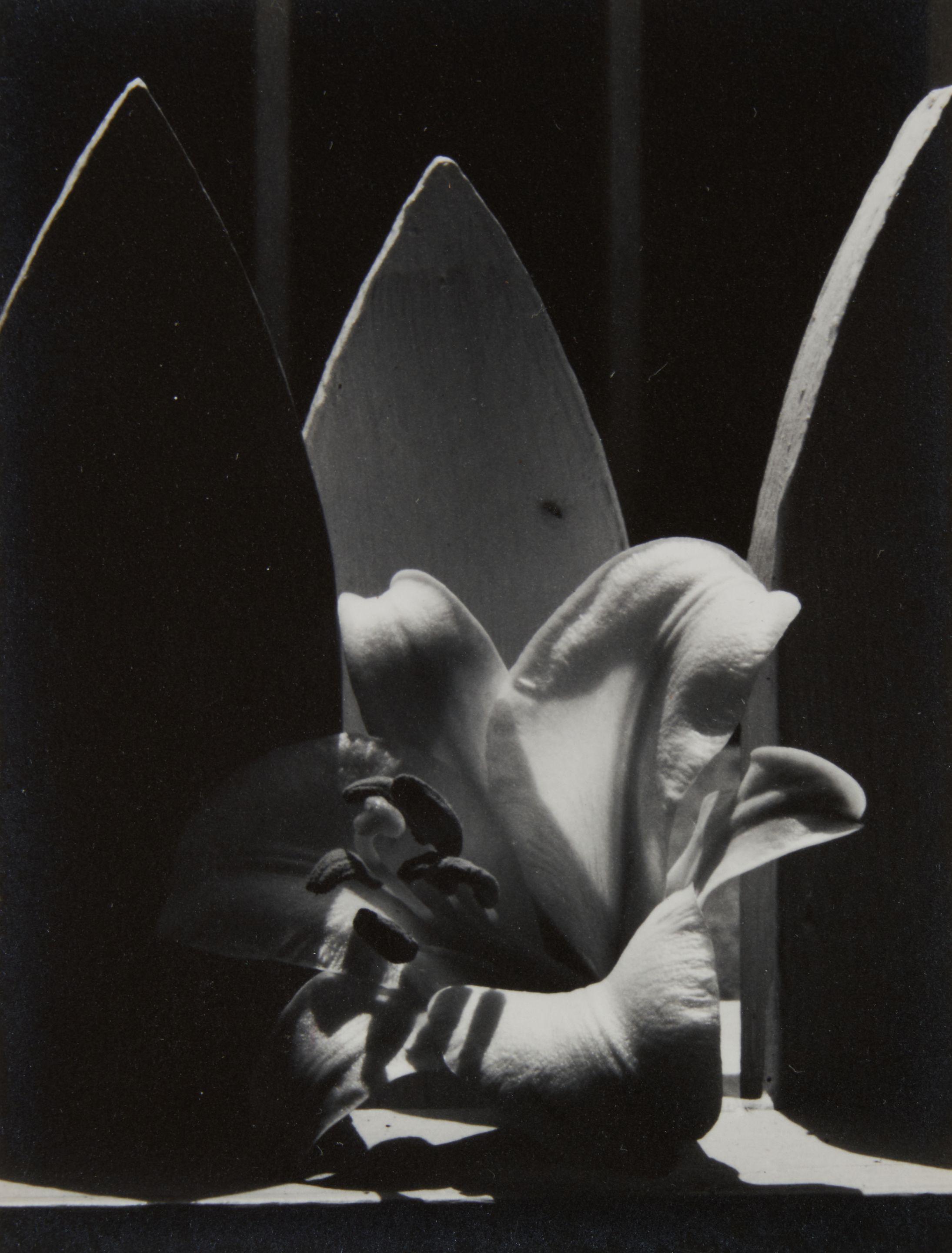 Dorothy Norman - Flower