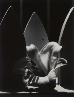 Dorothy Norman - Flower