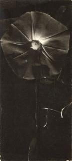 Dorothy Norman - Heavenly Blue Morning Glory, Cape Cod