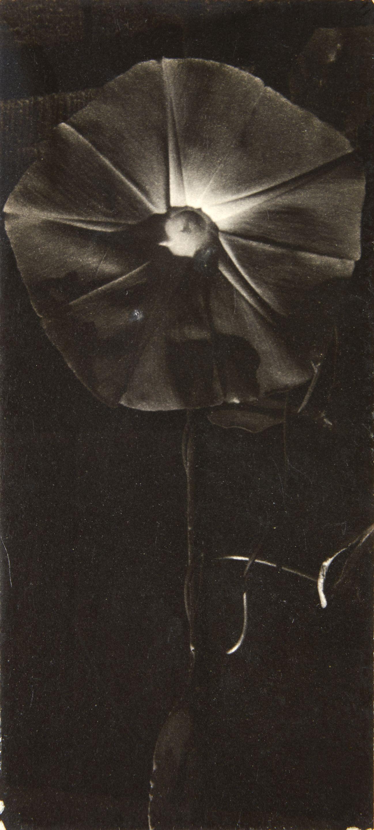 Dorothy Norman - Heavenly Blue Morning Glory, Cape Cod