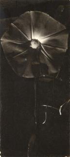 Dorothy Norman - Heavenly Blue Morning Glory, Cape Cod