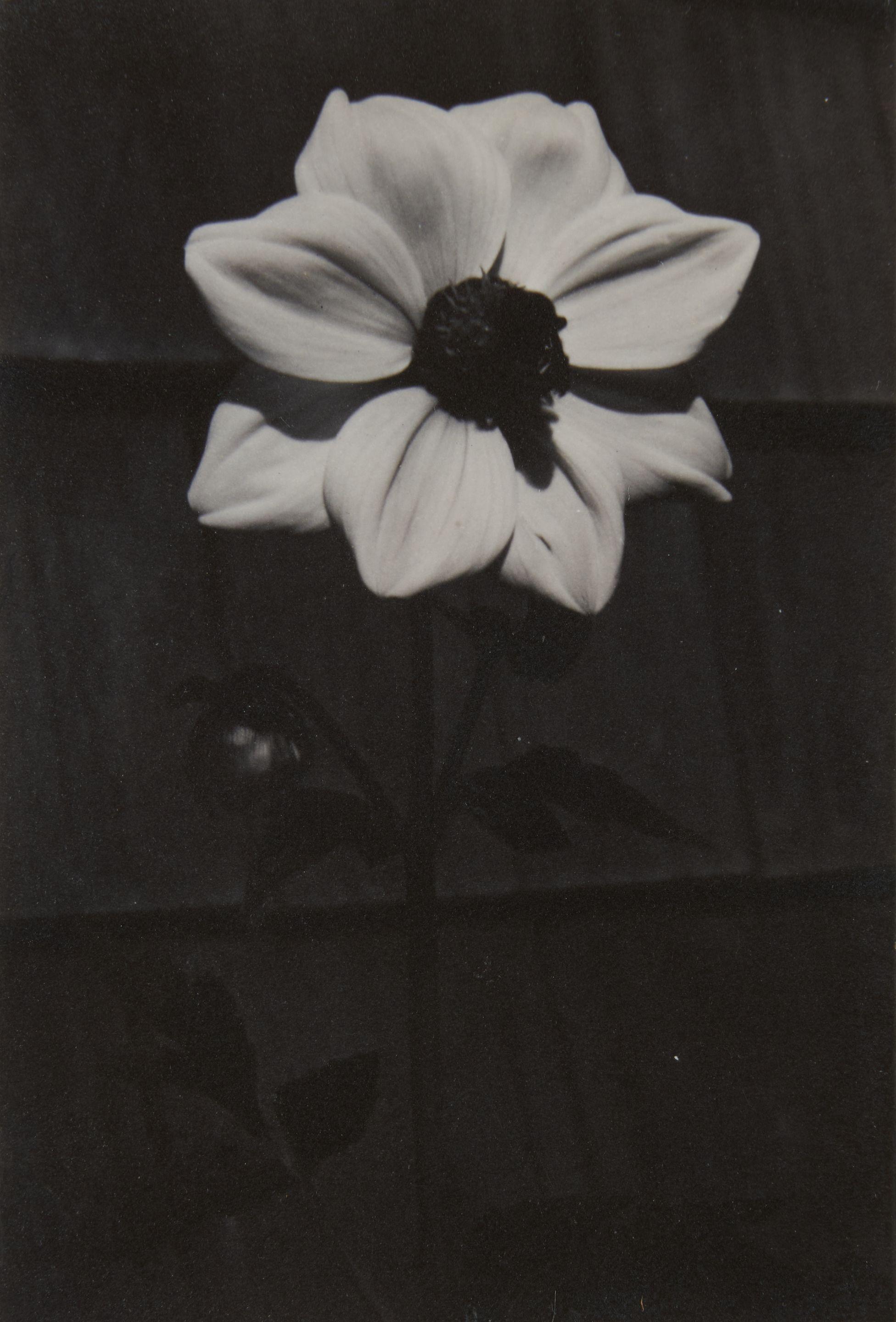 Dorothy Norman - Single Dahlia, Woods Hole