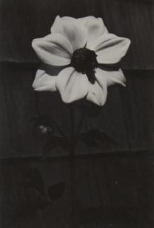 Dorothy Norman - Single Dahlia, Woods Hole