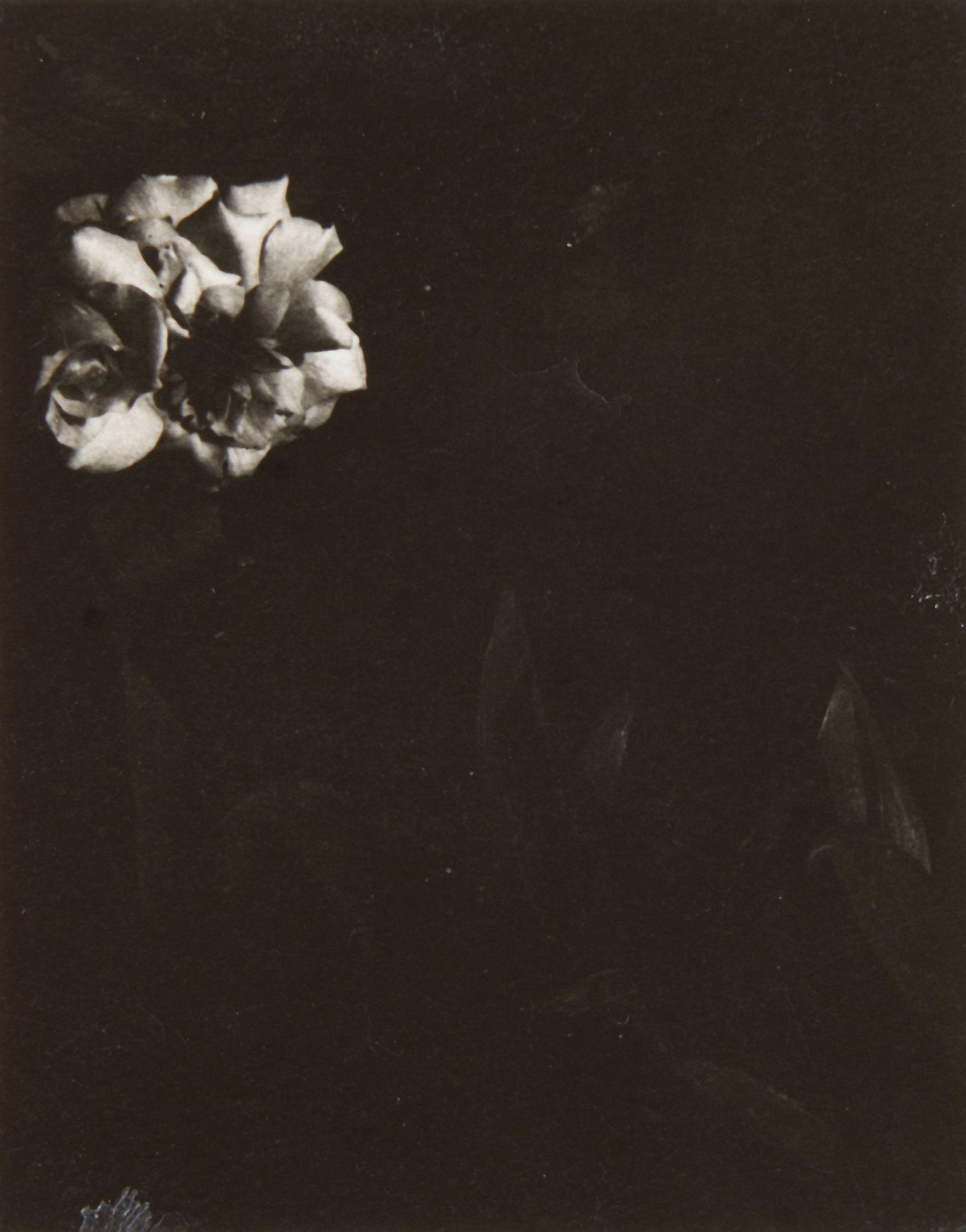 Dorothy Norman - White Rose XII, Woods Hole, Cape Cod