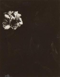 Dorothy Norman - White Rose XII, Woods Hole, Cape Cod