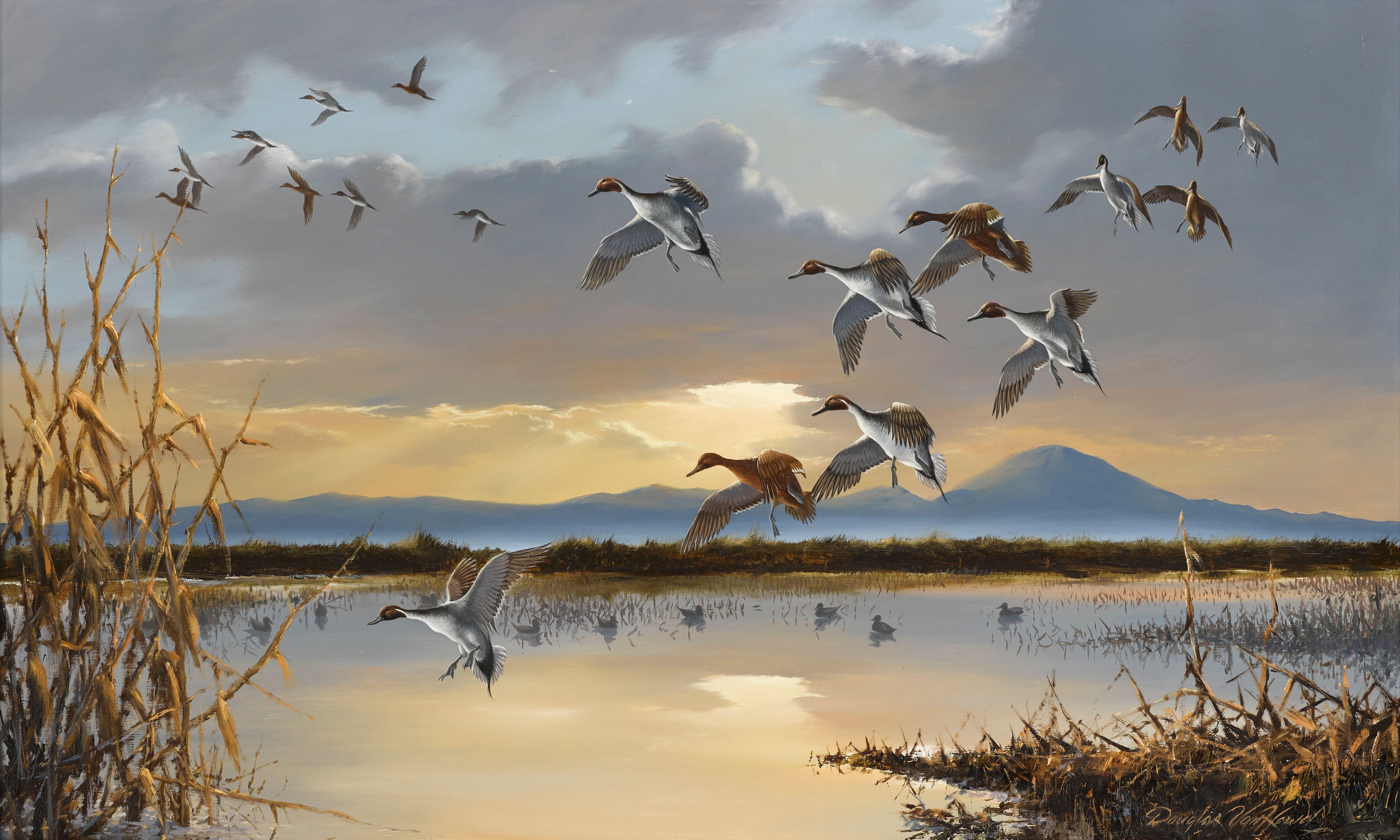 Douglas Van Howd - Ducks in Flight at Sunset