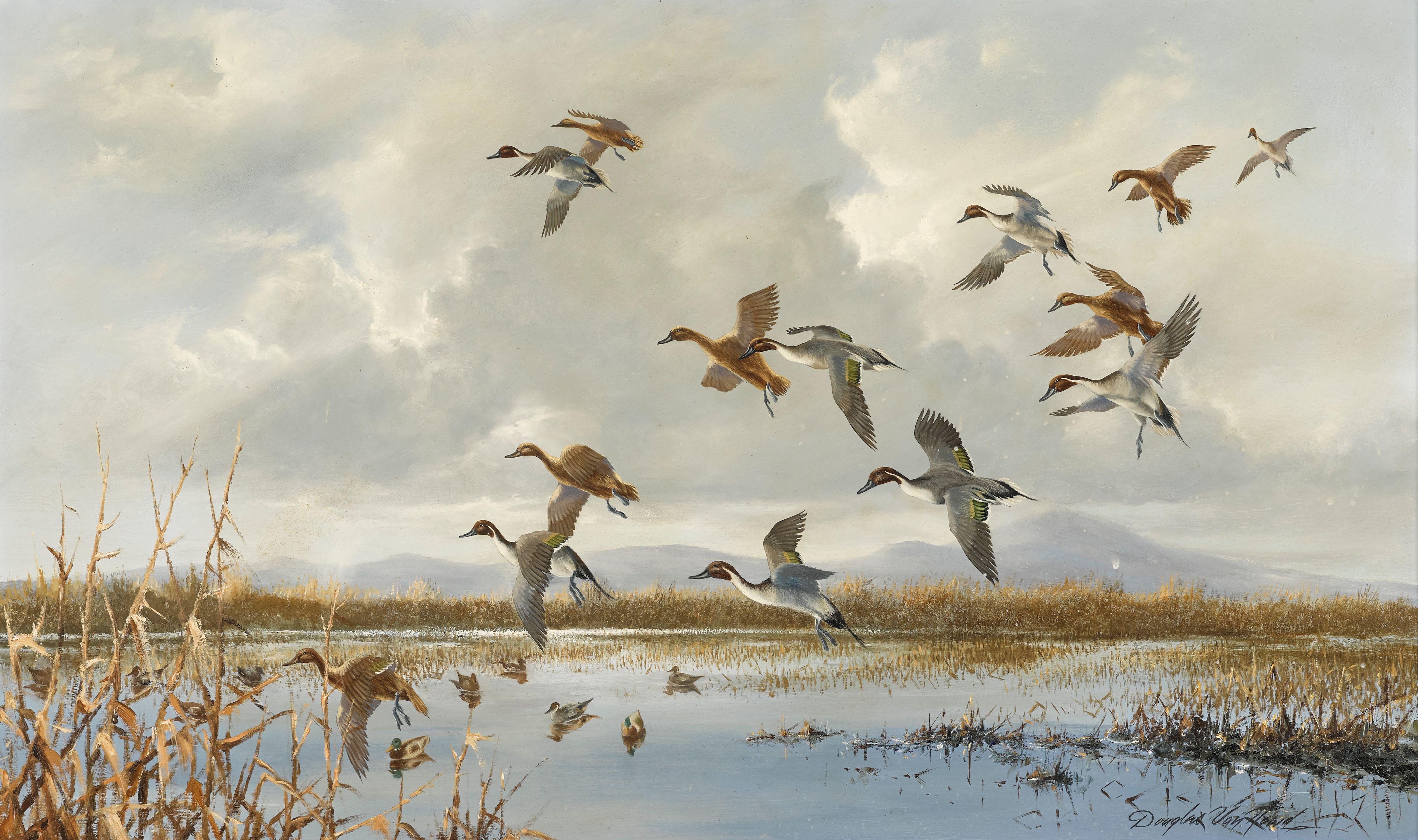 Douglas Van Howd - Ducks in flight over a marsh