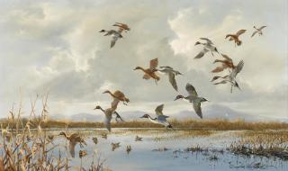 Douglas Van Howd - Ducks in flight over a marsh