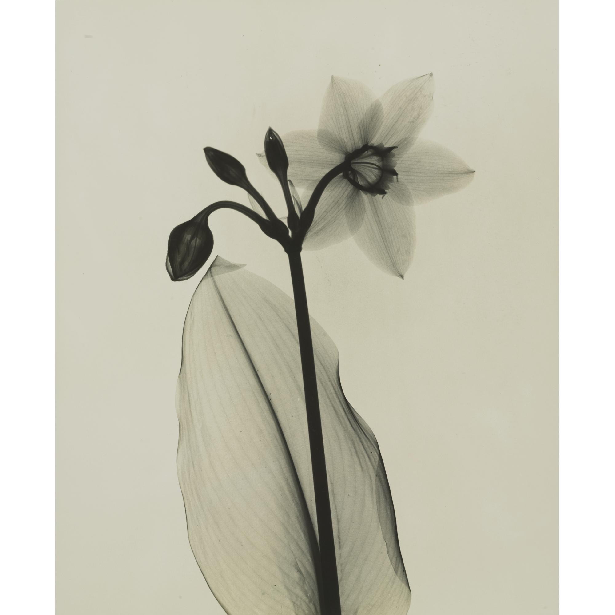 Dr. Dain L. Tasker - \'Amazon - Lily\'