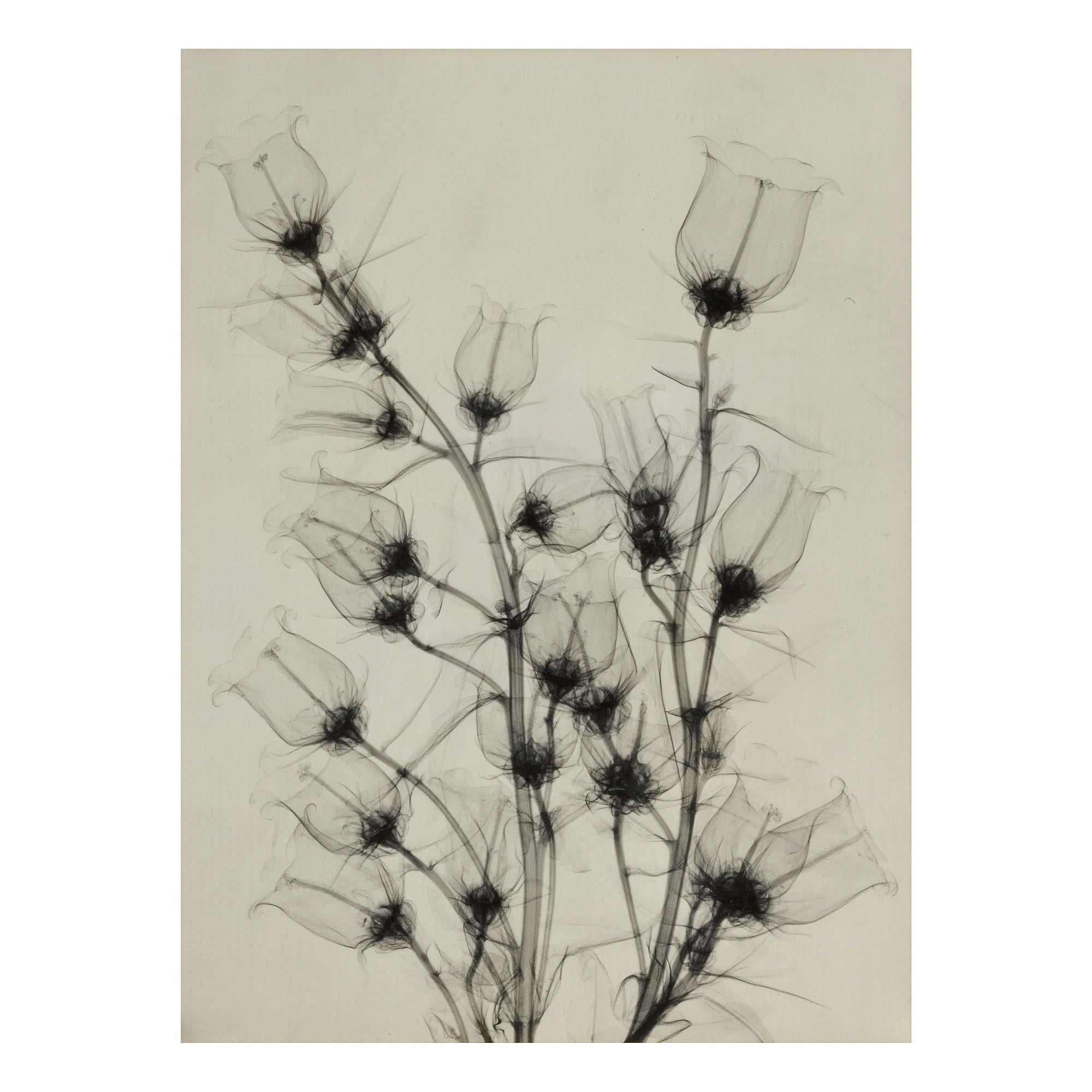 Dr. Dain L. Tasker - \'Canterbury Bells From Betty\'S Garden\'