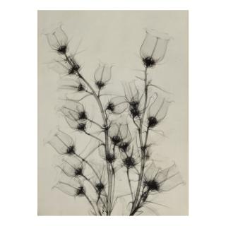 Dr. Dain L. Tasker - \'Canterbury Bells From Betty\'S Garden\'