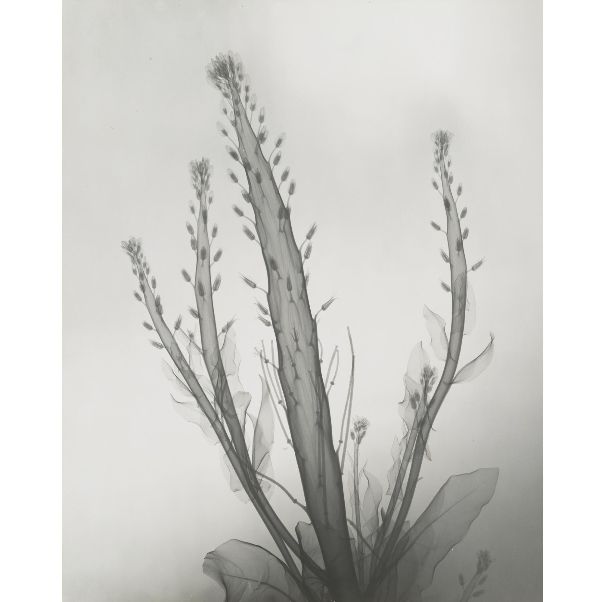 Dr. Dain L. Tasker - Desert Candle