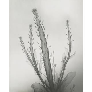 Dr. Dain L. Tasker - Desert Candle