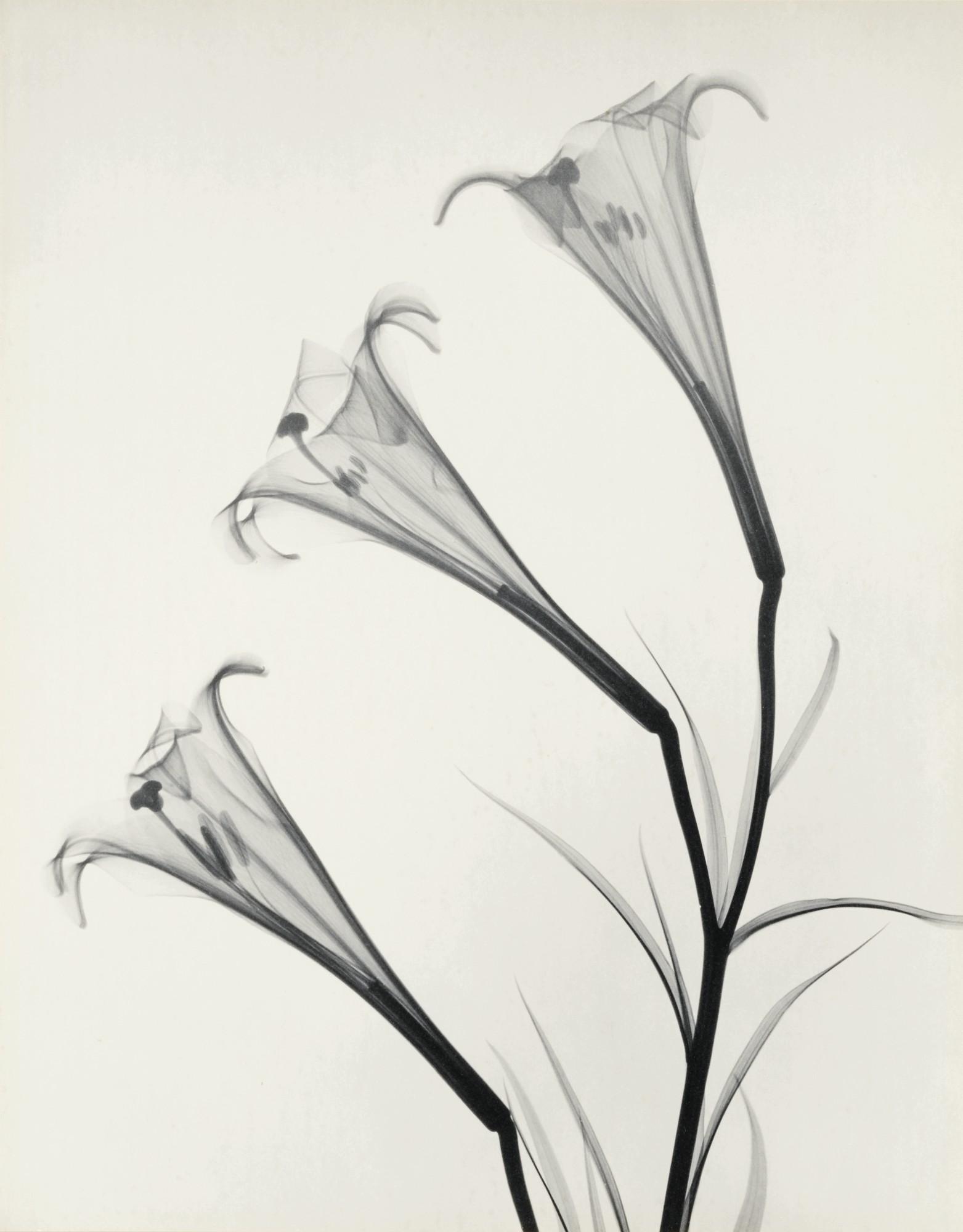 Dr. Dain L. Tasker - \'Formosum Lily\'