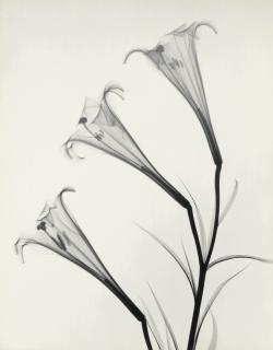 Dr. Dain L. Tasker - \'Formosum Lily\'