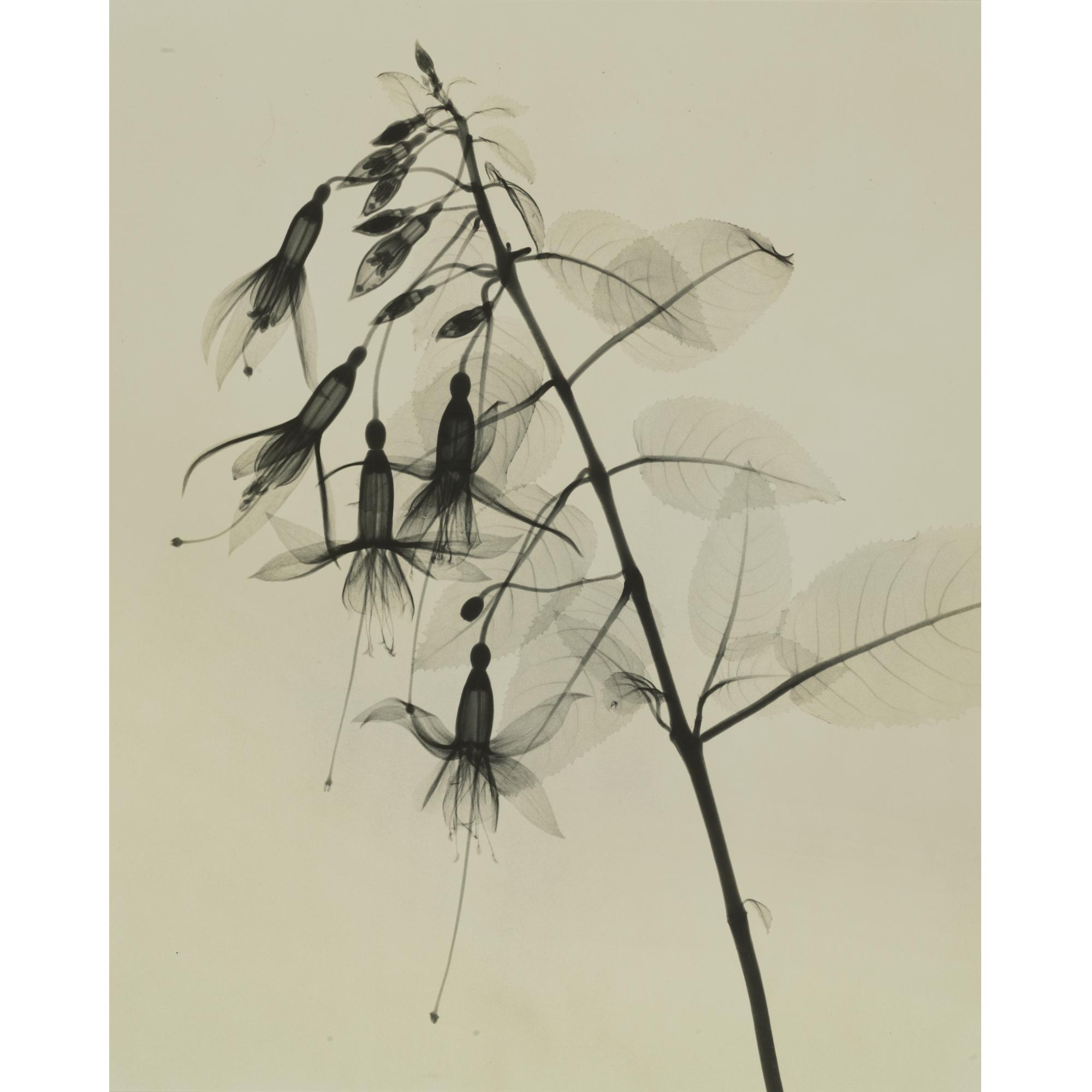 Dr. Dain L. Tasker - \'Fuchsia - Upright Type\'