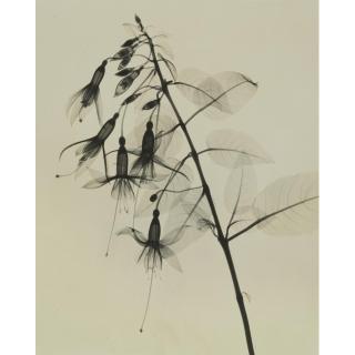 Dr. Dain L. Tasker - \'Fuchsia - Upright Type\'