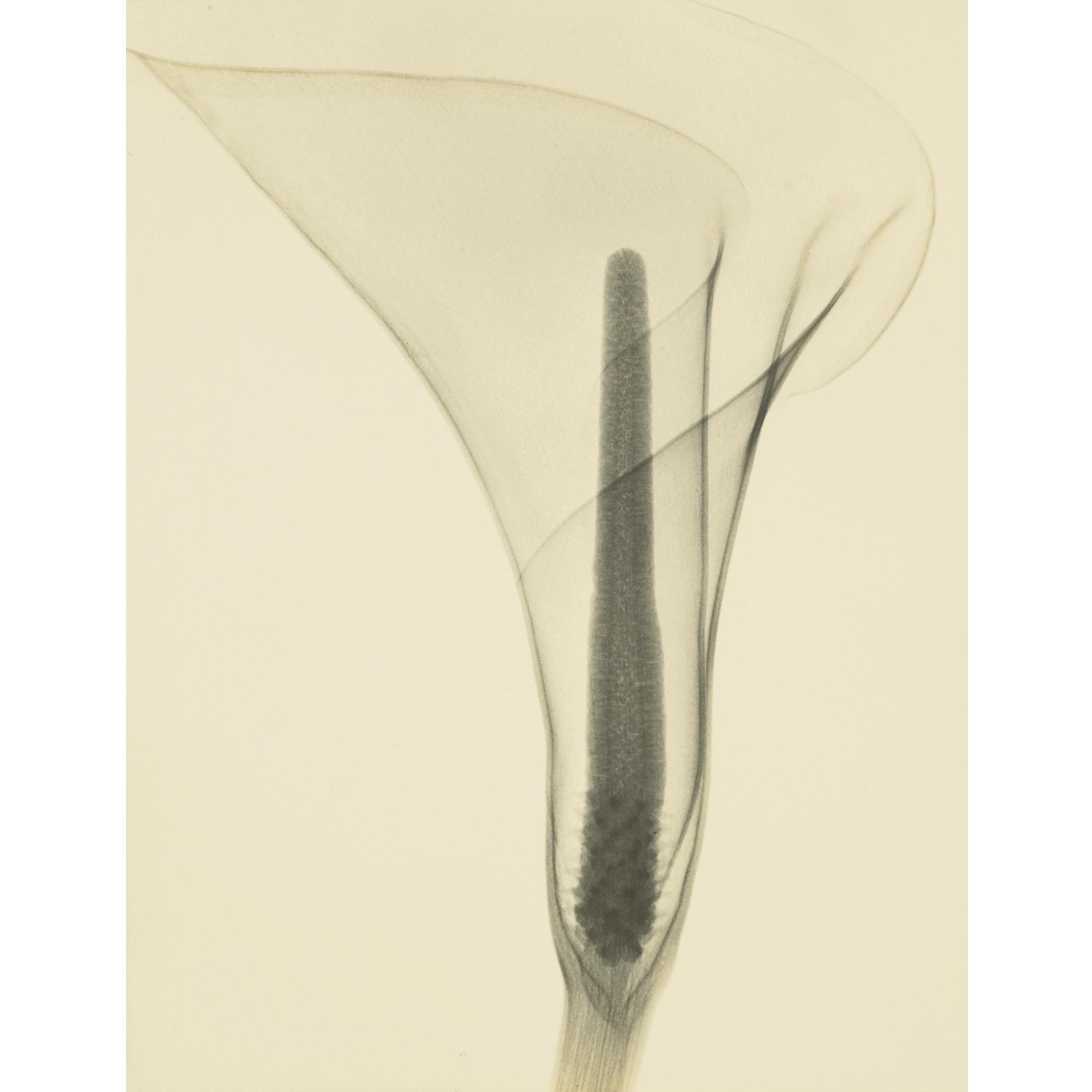 Dr. Dain L. Tasker - Lily