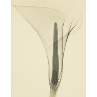 Dr. Dain L. Tasker - Lily