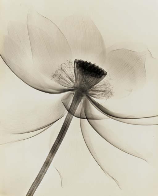 Dr. Dain L. Tasker - Lotus, Wide Open