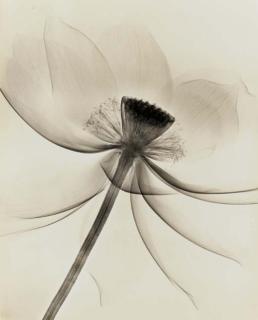 Dr. Dain L. Tasker - Lotus, Wide Open