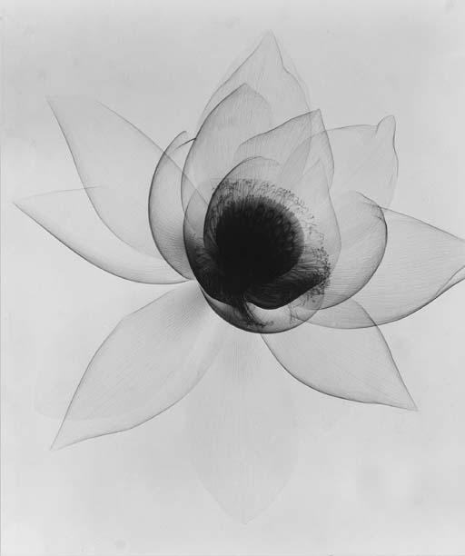 Dr. Dain L. Tasker - Lotus