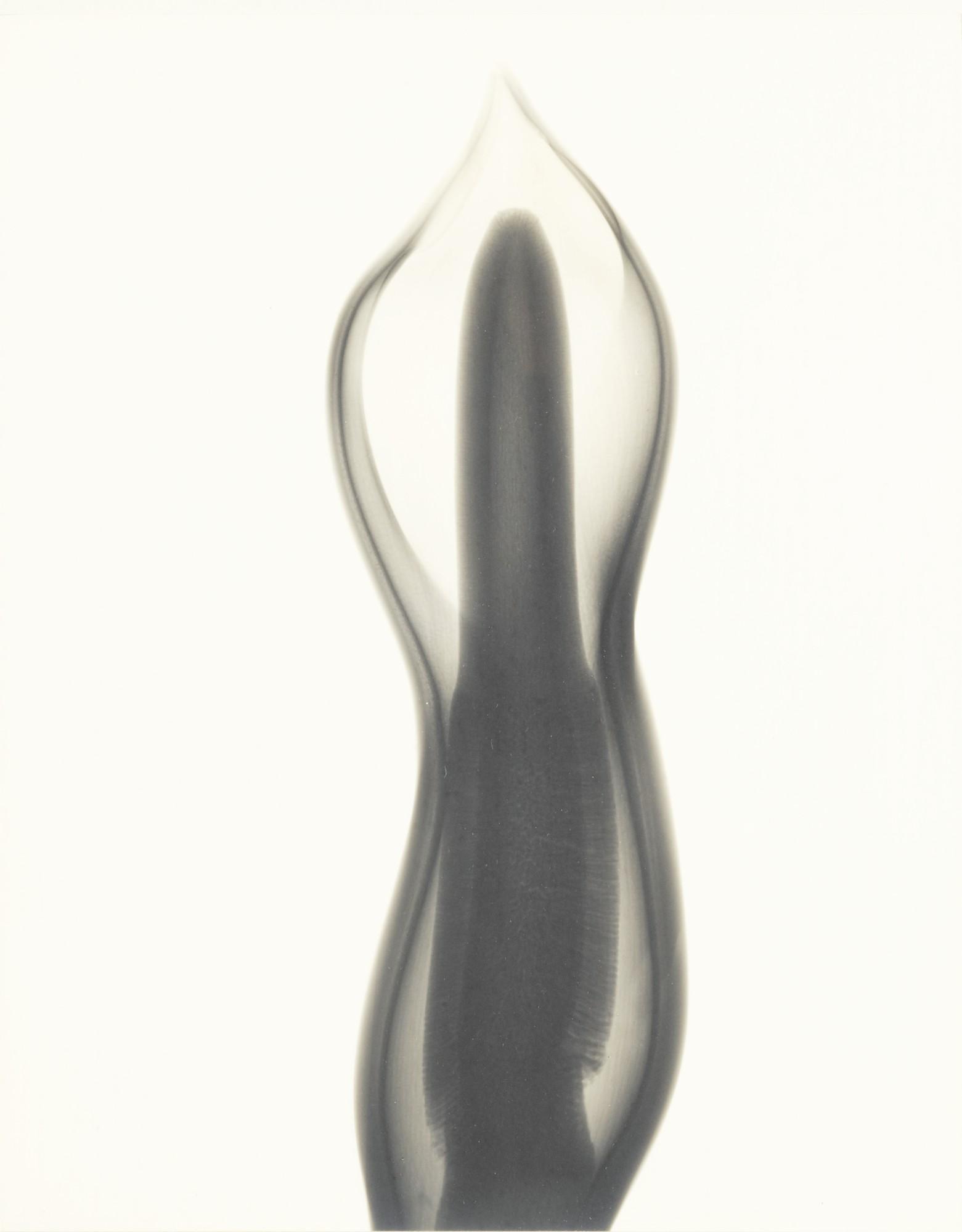 Dr. Dain L. Tasker - \'Philodendron\'