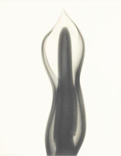 Dr. Dain L. Tasker - \'Philodendron\'