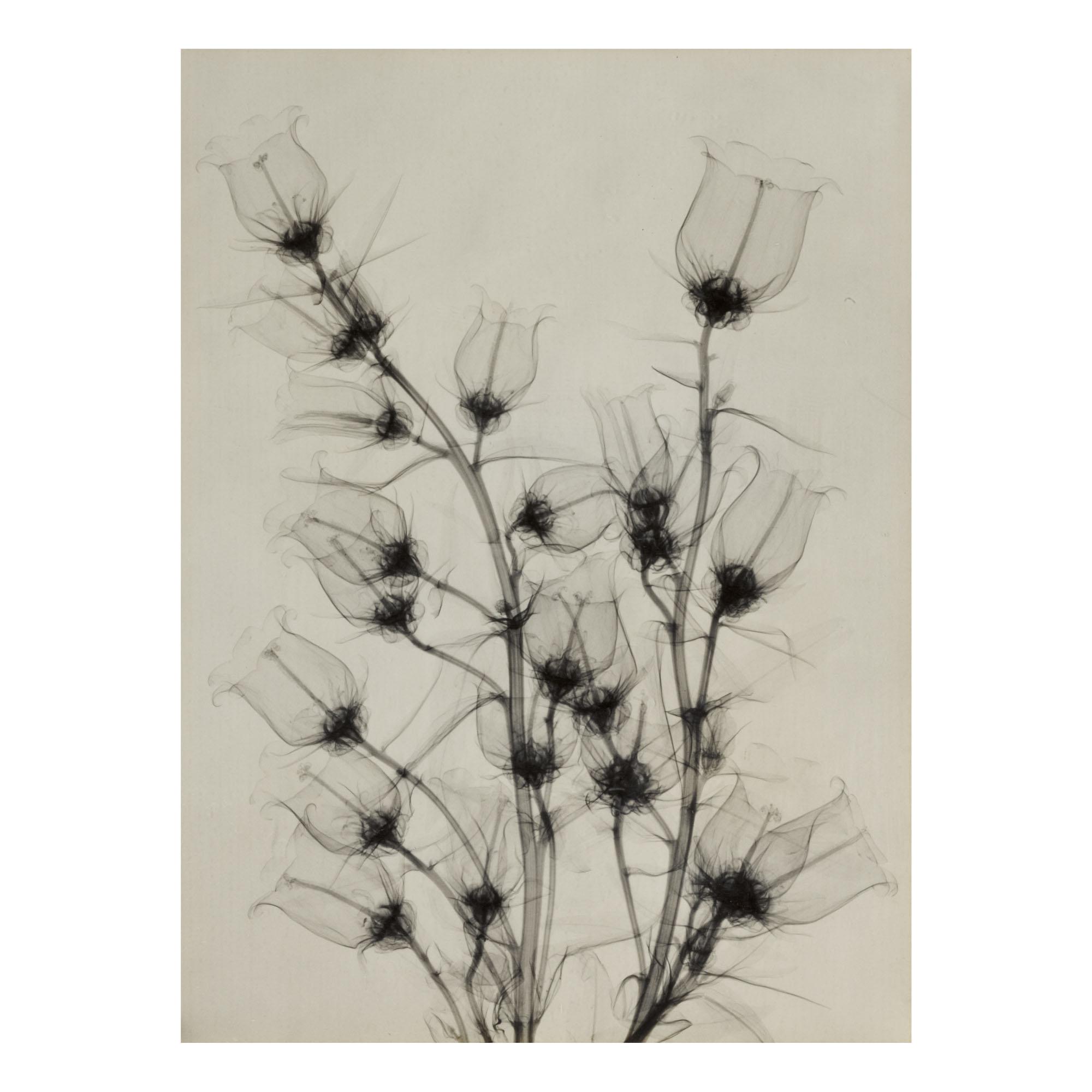 Dr. Dain L. Tasker - Selected Images