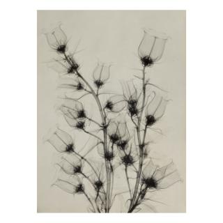 Dr. Dain L. Tasker - Selected Images