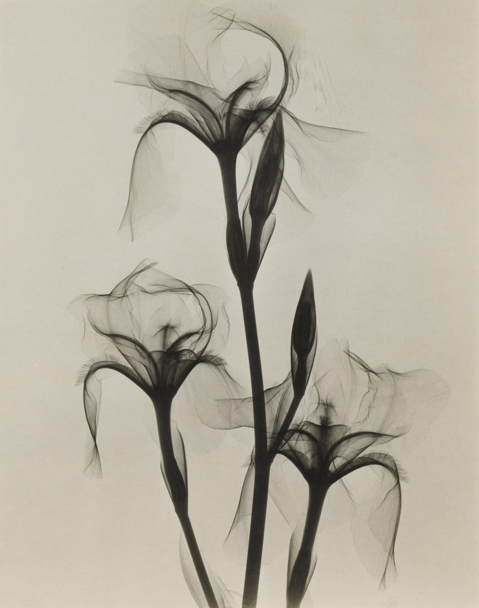 Dr. Dain L. Tasker - Selected X-Rays Of Flowers