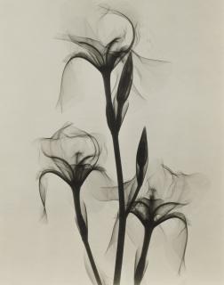 Dr. Dain L. Tasker - Selected X-Rays Of Flowers