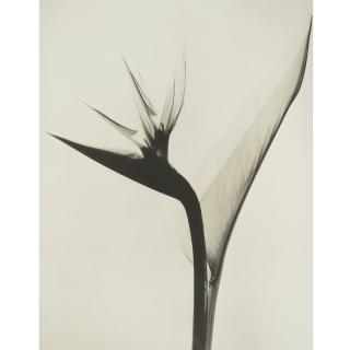 Dr. Dain L. Tasker - Strelitzia