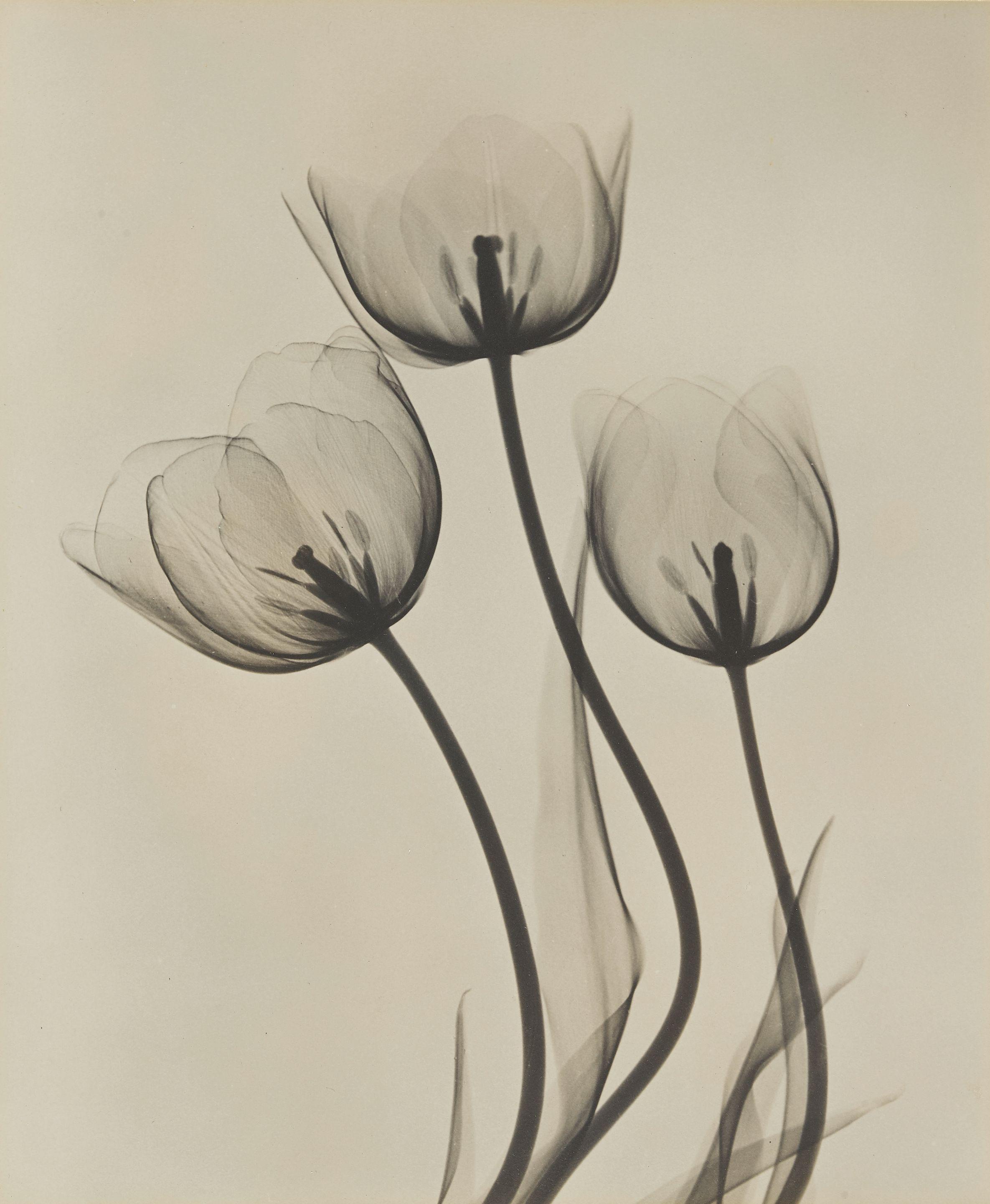 Dr. Dain L Tasker - Tulips; Lily; and Strelitzia (Bird of Pardise) 3