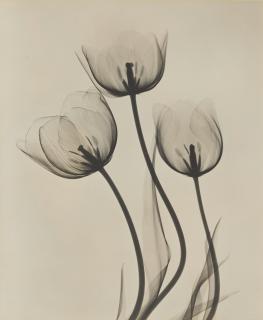 Dr. Dain L Tasker - Tulips; Lily; and Strelitzia (Bird of Pardise) 3