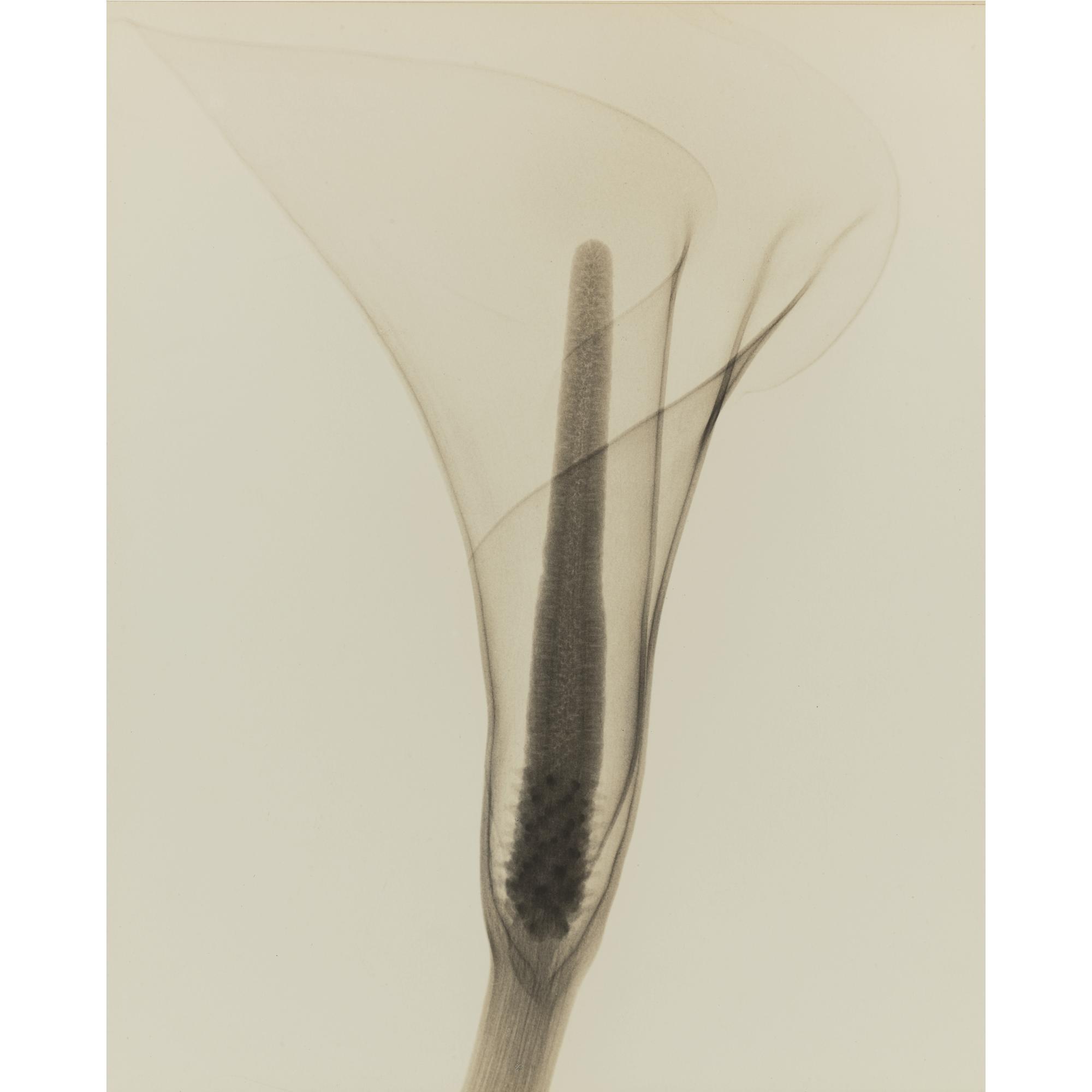 Dr. Dain L. Tasker - \'X-Ray Of A Lily\'