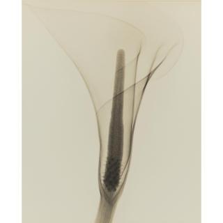 Dr. Dain L. Tasker - \'X-Ray Of A Lily\'