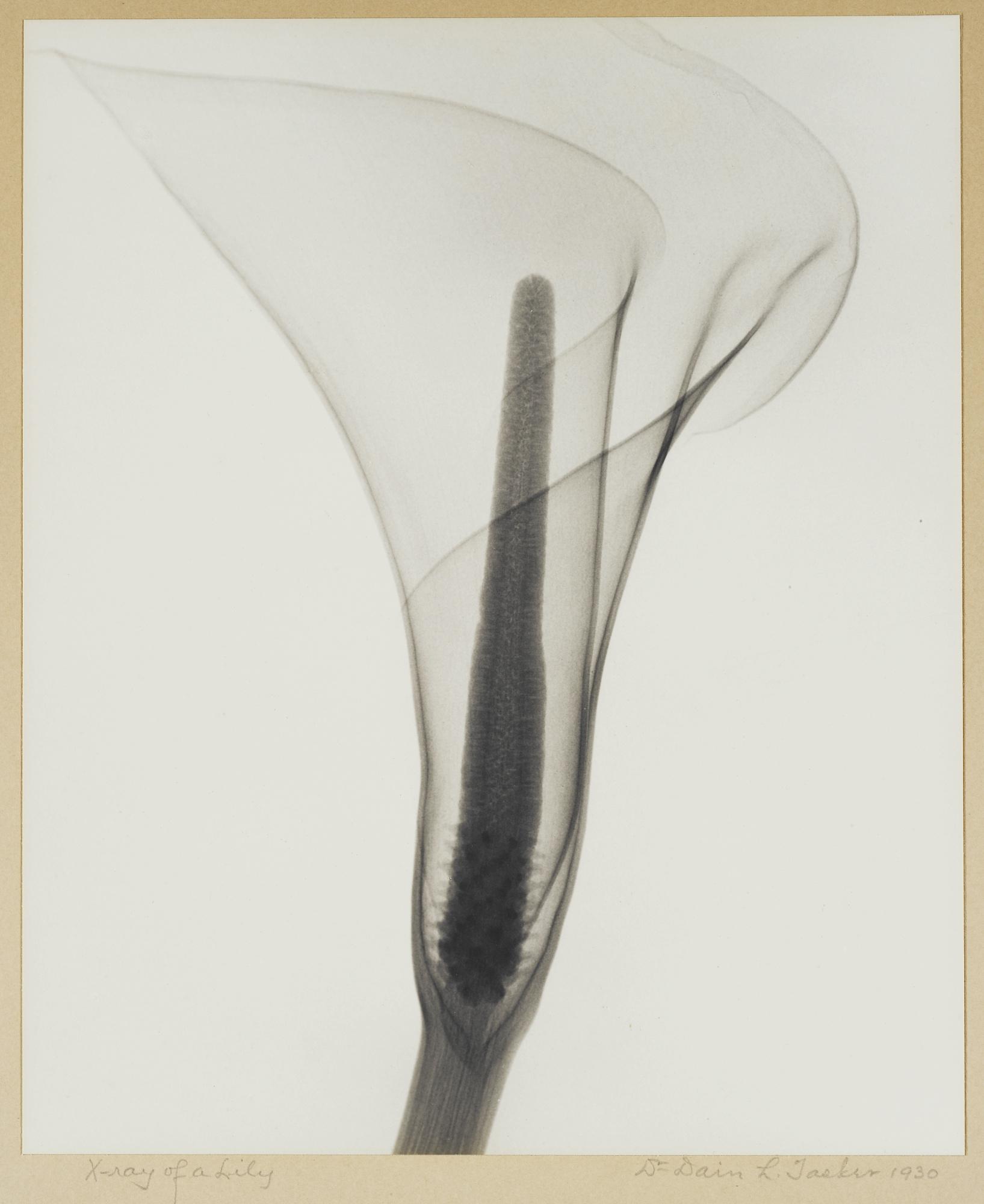 Dr. Dain L. Tasker - \'X-Ray Of A Lily\'