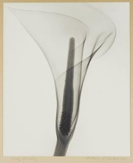 Dr. Dain L. Tasker - \'X-Ray Of A Lily\'