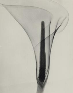 Dr. Dain L. Tasker - \'X-Ray Of A Lily\'