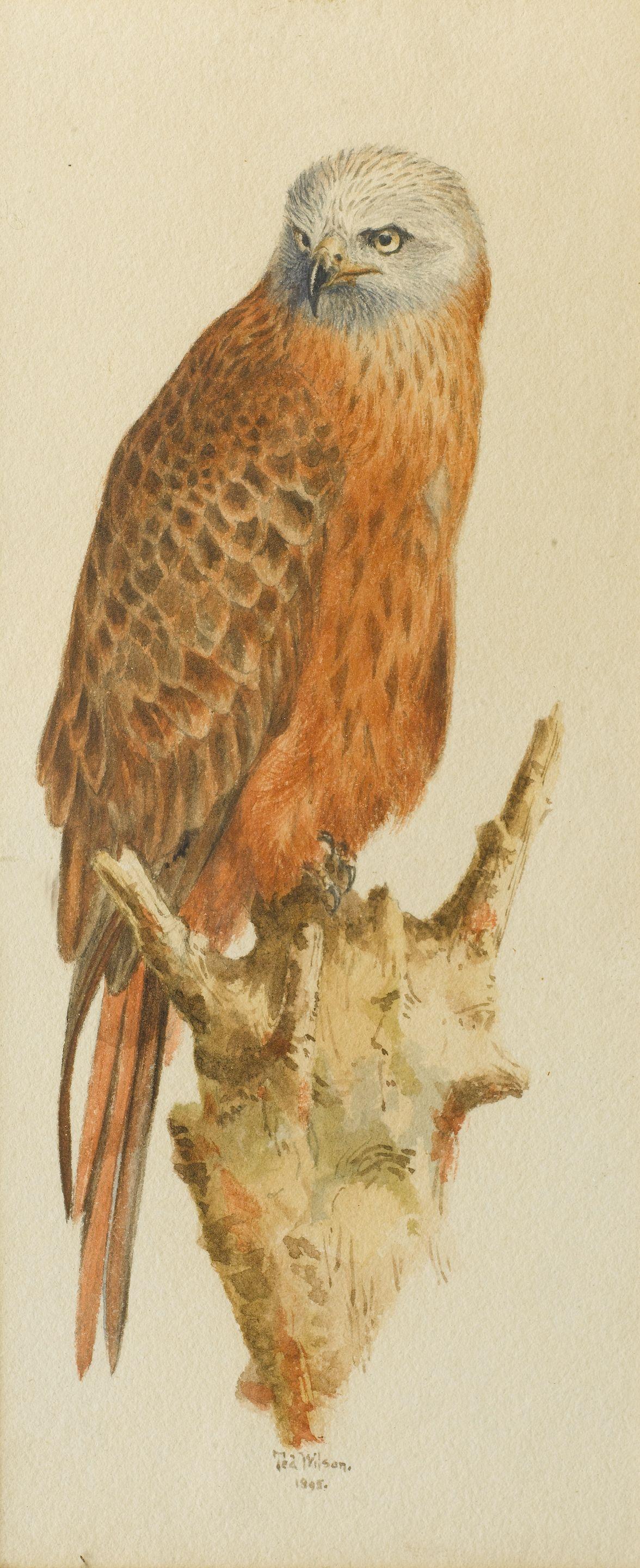 Dr Edward Adrian Wilson - A red kite on a perch