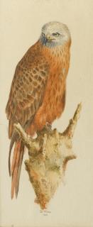 Dr Edward Adrian Wilson - A red kite on a perch